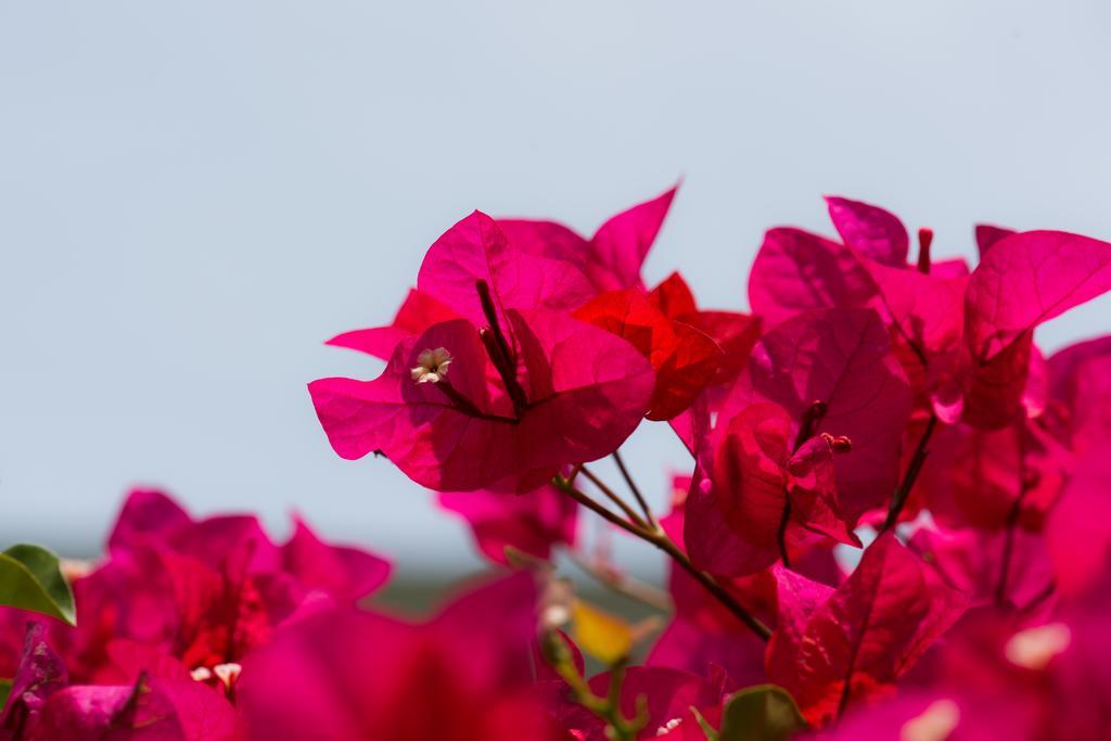 Hotel Bougainvillea San Jose Santo Domingo De Heredia Экстерьер фото