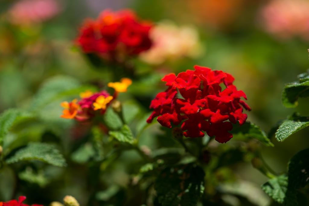 Hotel Bougainvillea San Jose Santo Domingo De Heredia Экстерьер фото